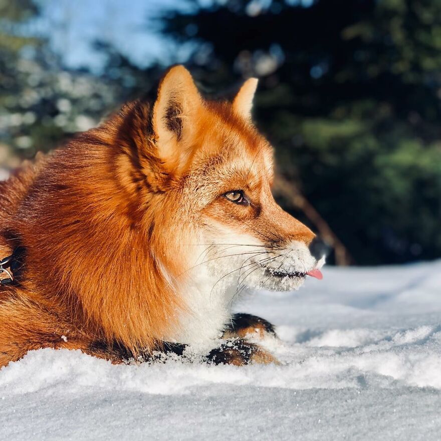 5 Years Ago This Adorable Fox Was Rescued From A Fur Market