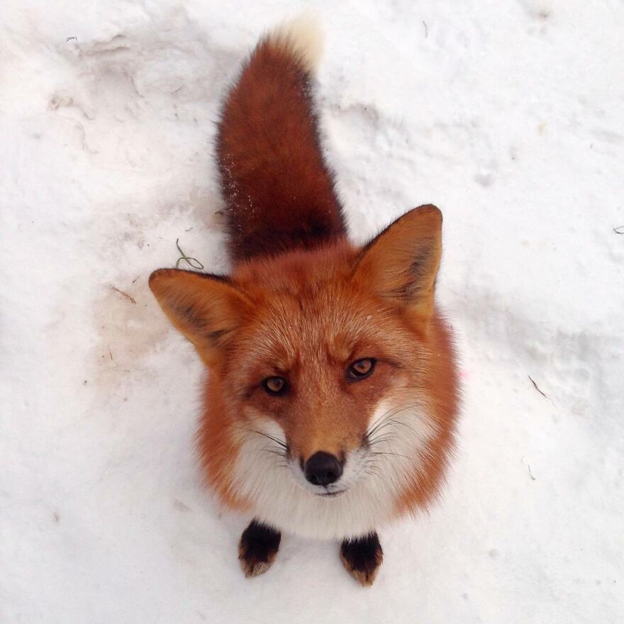 5 Years Ago This Adorable Fox Was Rescued From A Fur Market