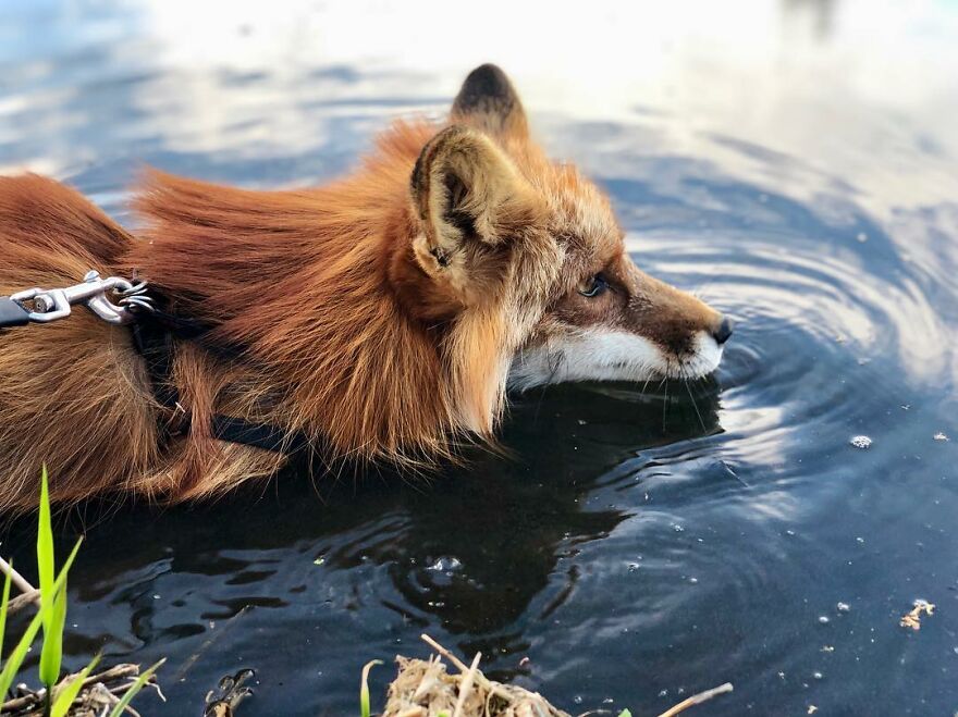 5 Years Ago This Adorable Fox Was Rescued From A Fur Market