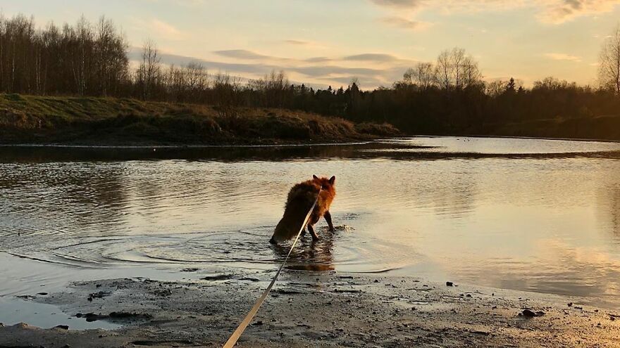 5 Years Ago This Adorable Fox Was Rescued From A Fur Market
