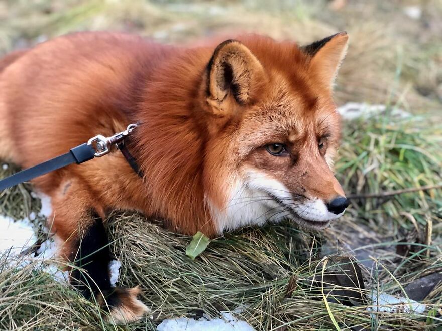 5 Years Ago This Adorable Fox Was Rescued From A Fur Market