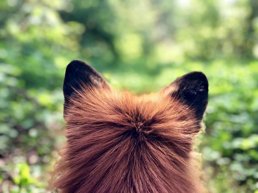 5 Years Ago This Adorable Fox Was Rescued From A Fur Market