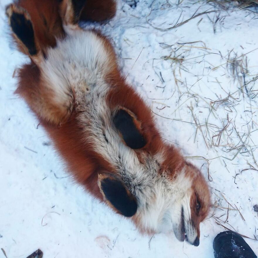 5 Years Ago This Adorable Fox Was Rescued From A Fur Market