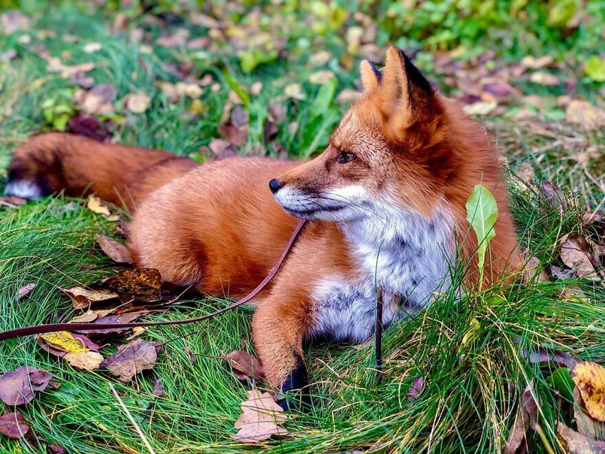 5 Years Ago This Adorable Fox Was Rescued From A Fur Market