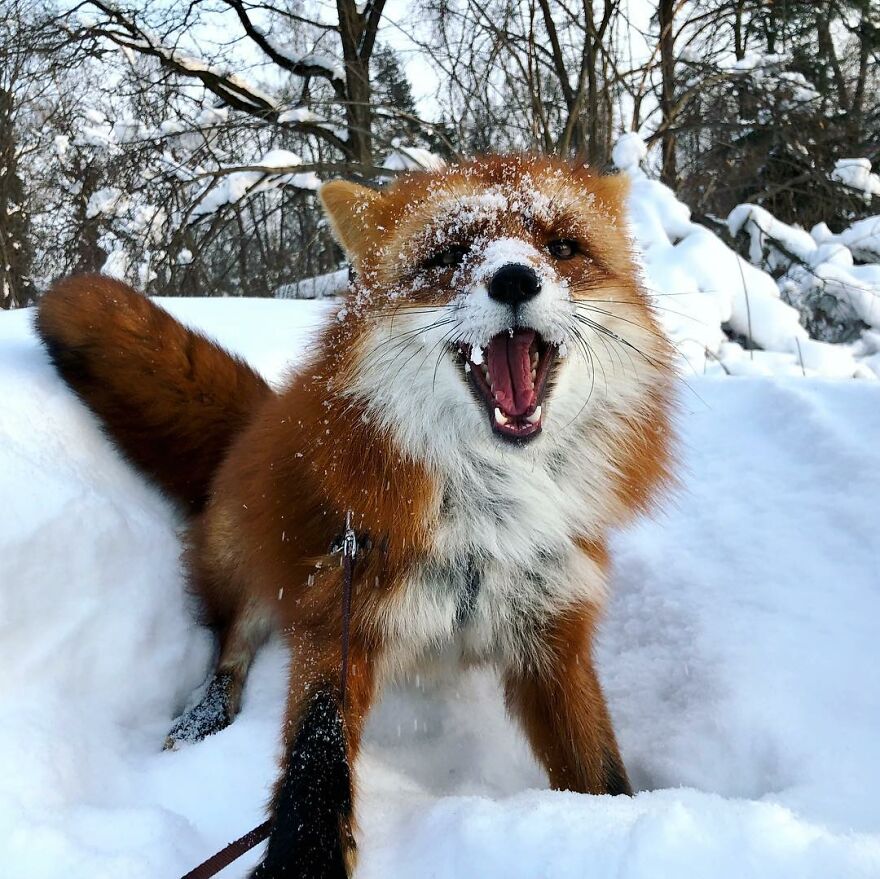 5 Years Ago This Adorable Fox Was Rescued From A Fur Market