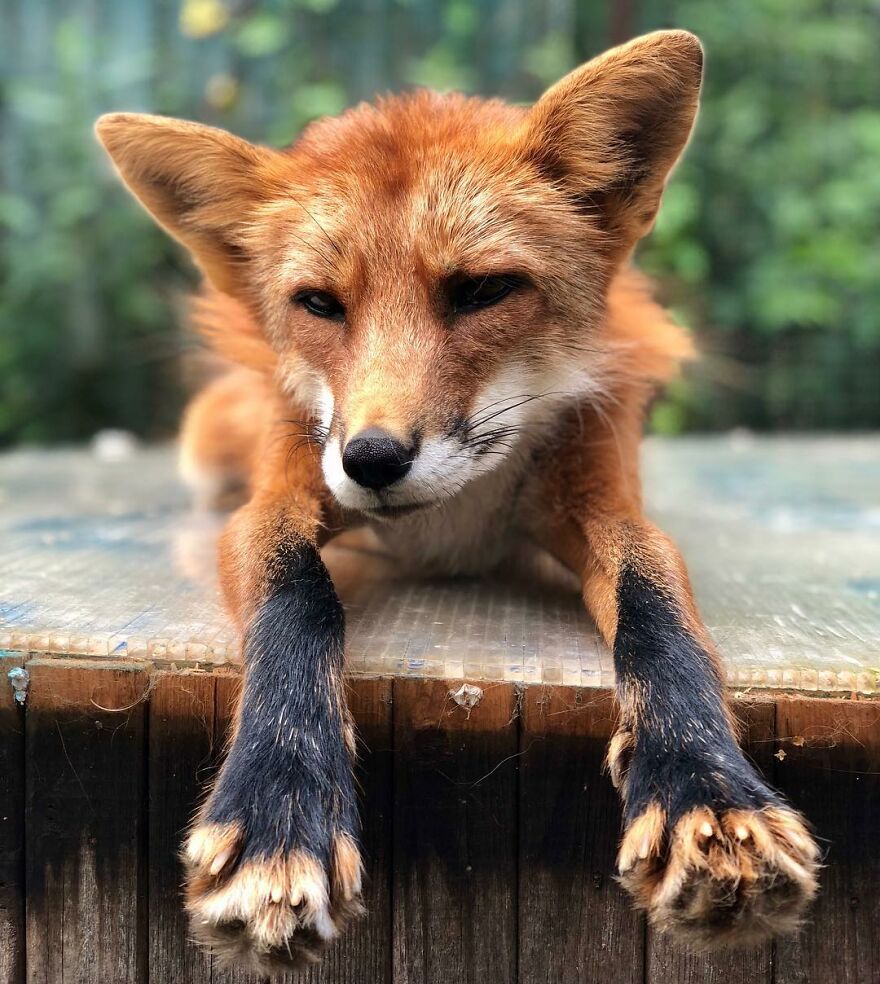 5 Years Ago This Adorable Fox Was Rescued From A Fur Market