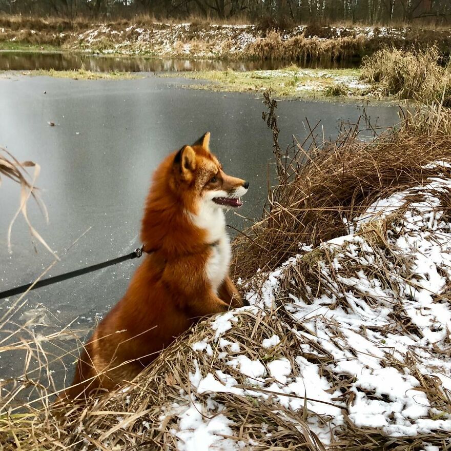 5 Years Ago This Adorable Fox Was Rescued From A Fur Market