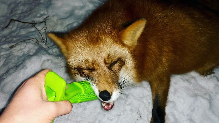 5 Years Ago This Adorable Fox Was Rescued From A Fur Market