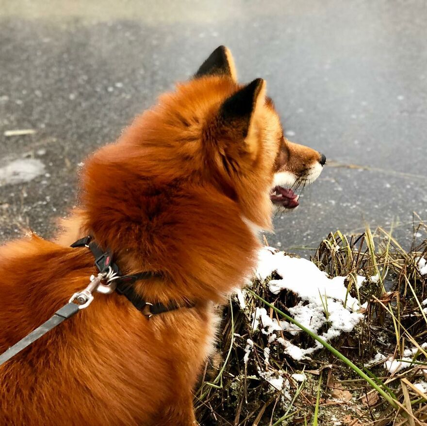 5 Years Ago This Adorable Fox Was Rescued From A Fur Market