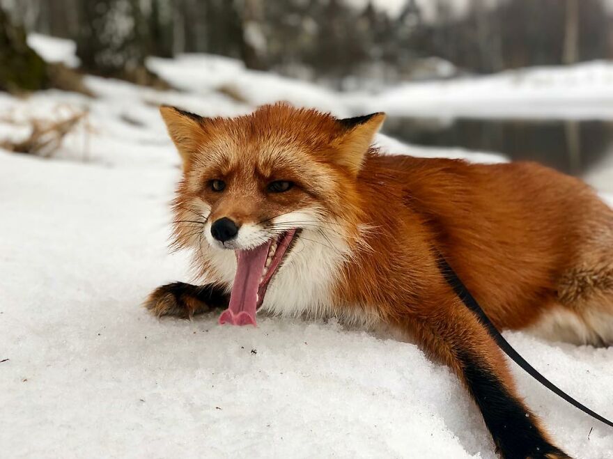 5 Years Ago This Adorable Fox Was Rescued From A Fur Market