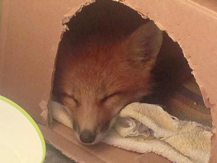 5 Years Ago This Adorable Fox Was Rescued From A Fur Market