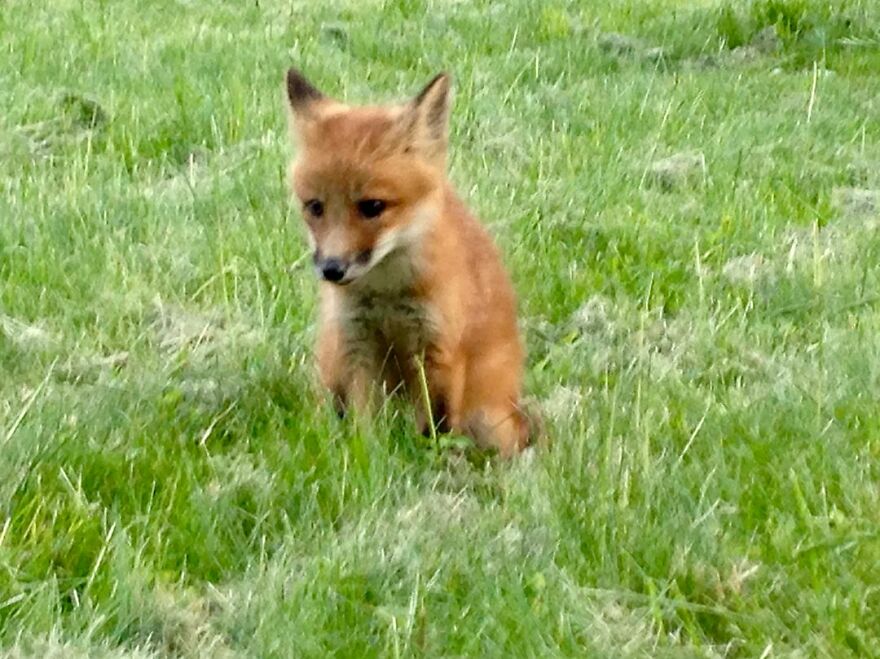 5 Years Ago This Adorable Fox Was Rescued From A Fur Market