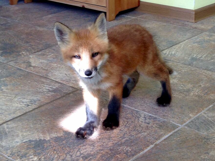 5 Years Ago This Adorable Fox Was Rescued From A Fur Market