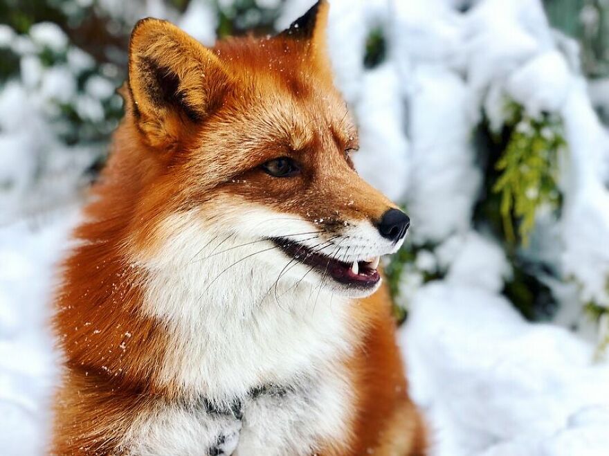 5 Years Ago This Adorable Fox Was Rescued From A Fur Market