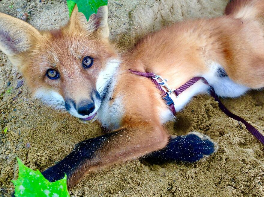 5 Years Ago This Adorable Fox Was Rescued From A Fur Market