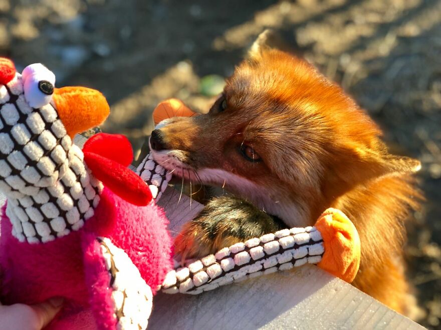 5 Years Ago This Adorable Fox Was Rescued From A Fur Market