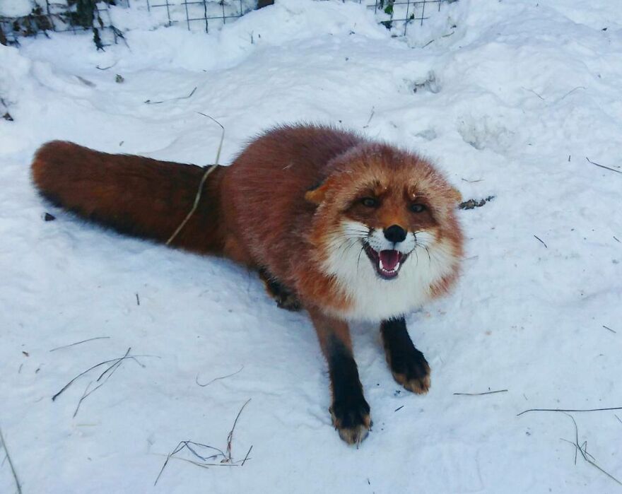 5 Years Ago This Adorable Fox Was Rescued From A Fur Market
