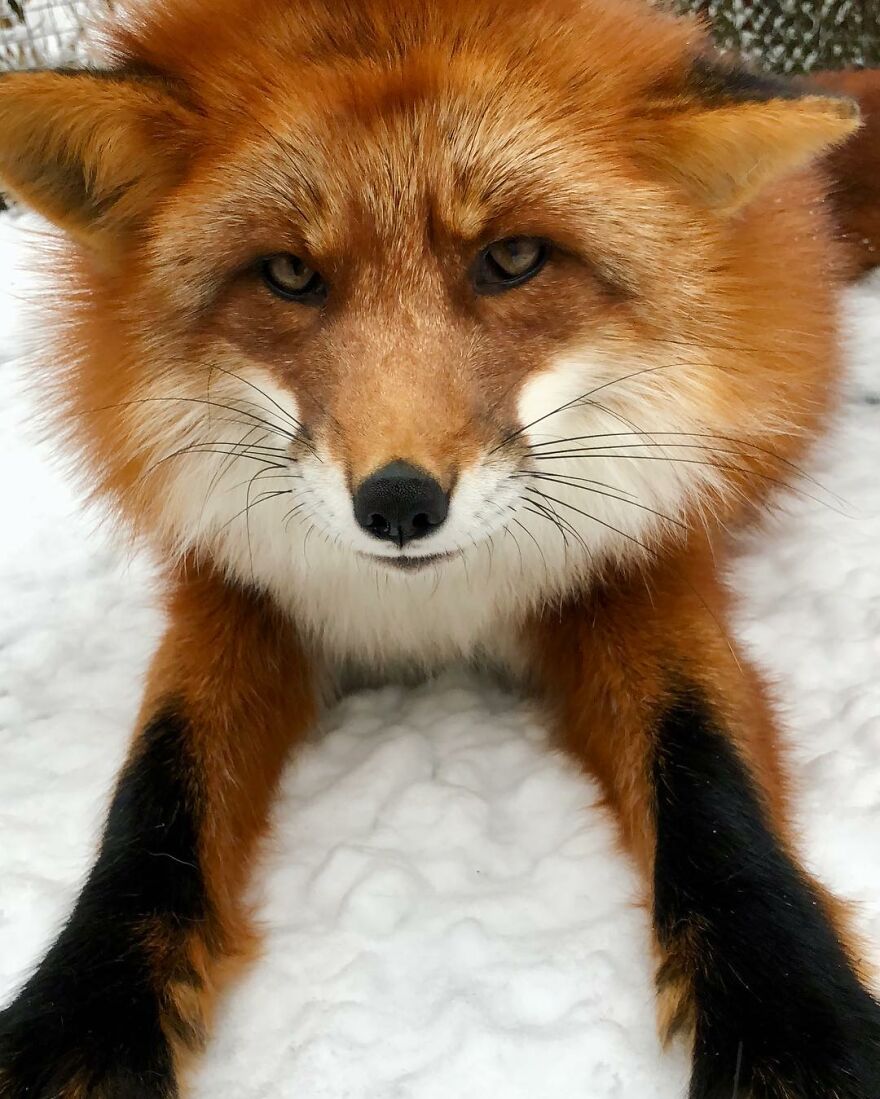 5 Years Ago This Adorable Fox Was Rescued From A Fur Market