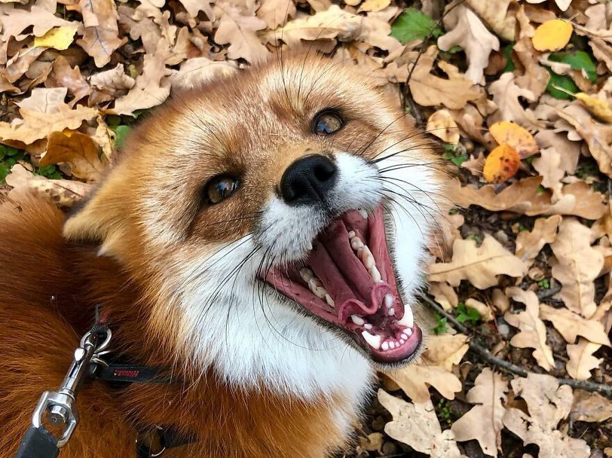 5 Years Ago This Adorable Fox Was Rescued From A Fur Market