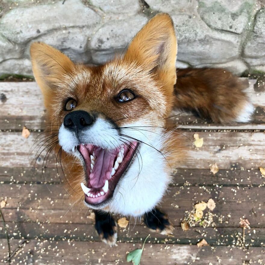 5 Years Ago This Adorable Fox Was Rescued From A Fur Market