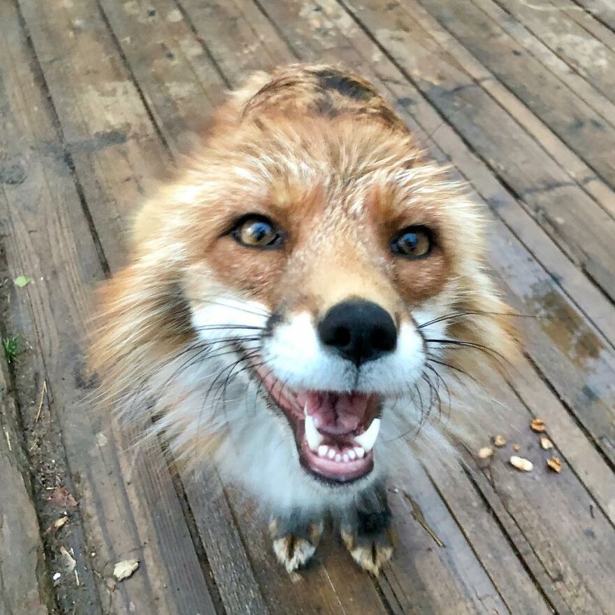 5 Years Ago This Adorable Fox Was Rescued From A Fur Market
