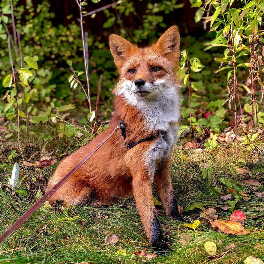 5 Years Ago This Adorable Fox Was Rescued From A Fur Market