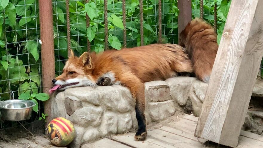5 Years Ago This Adorable Fox Was Rescued From A Fur Market