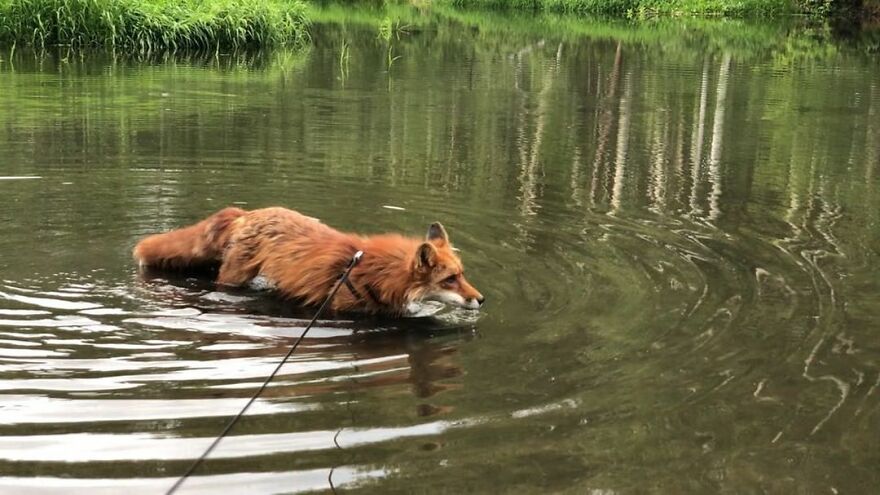 5 Years Ago This Adorable Fox Was Rescued From A Fur Market