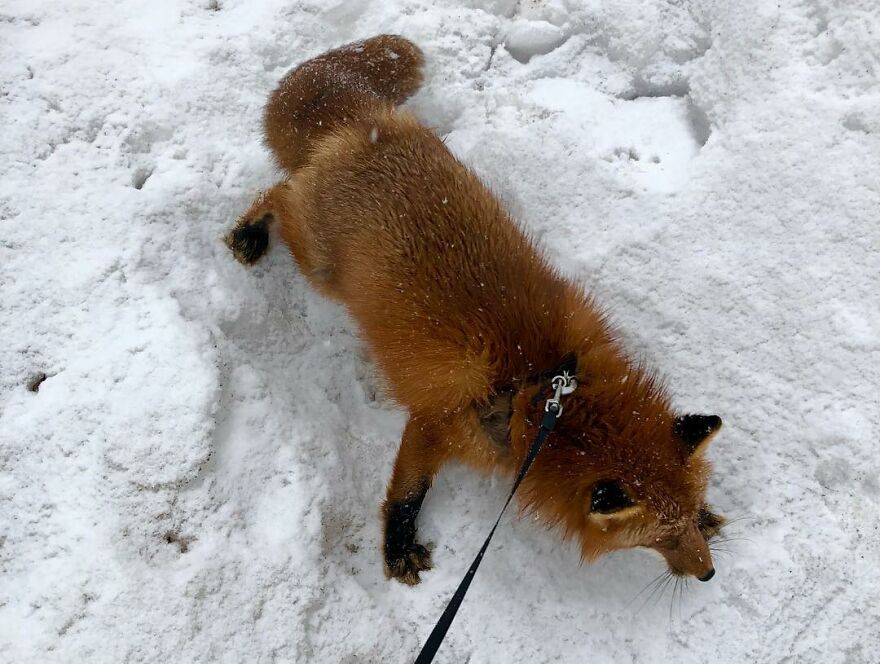 5 Years Ago This Adorable Fox Was Rescued From A Fur Market
