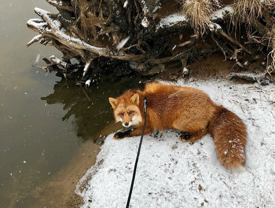 5 Years Ago This Adorable Fox Was Rescued From A Fur Market