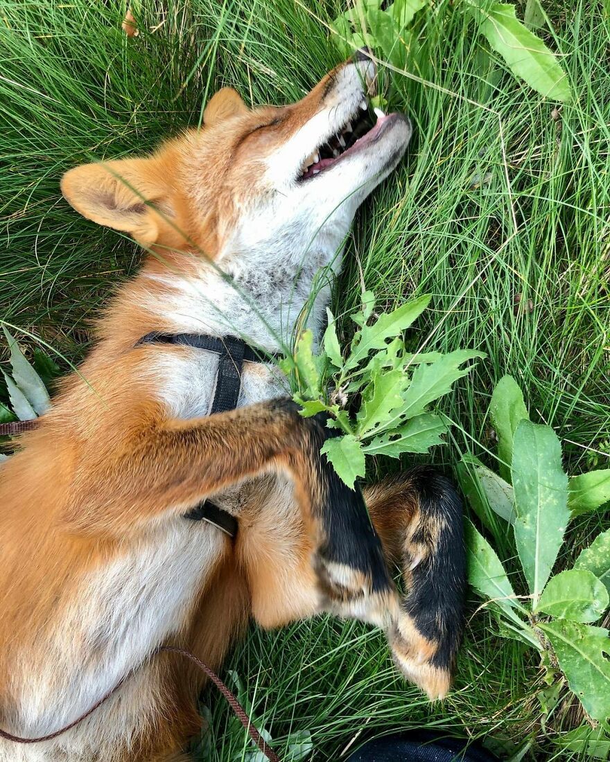 5 Years Ago This Adorable Fox Was Rescued From A Fur Market