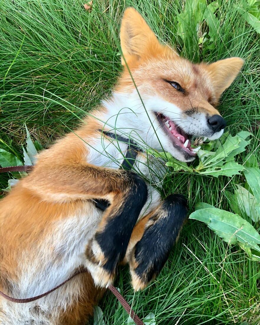 5 Years Ago This Adorable Fox Was Rescued From A Fur Market