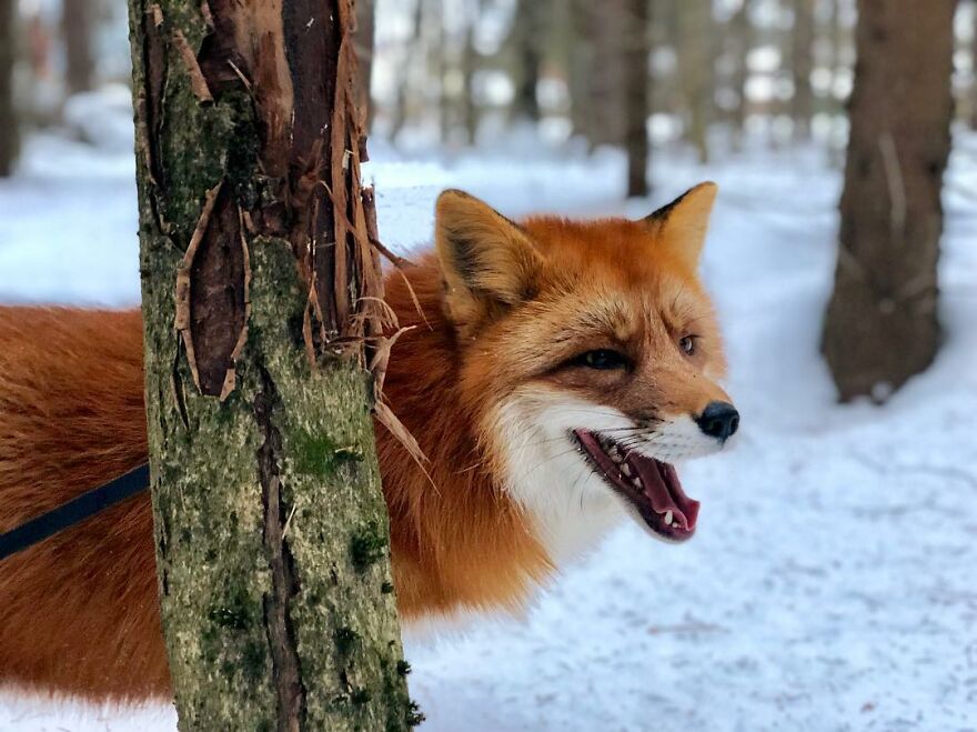 5 Years Ago This Adorable Fox Was Rescued From A Fur Market