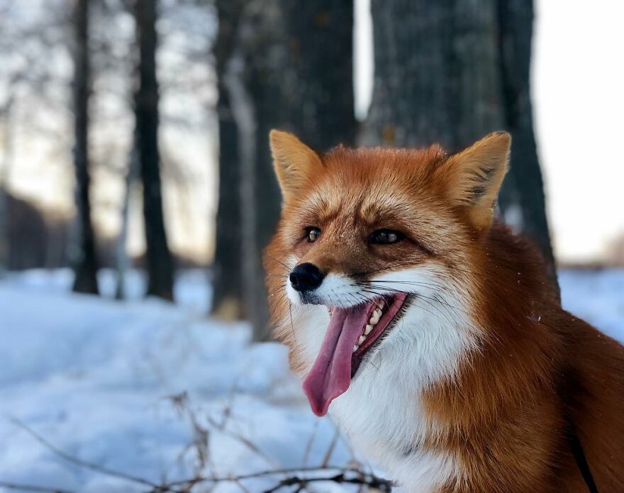 5 Years Ago This Adorable Fox Was Rescued From A Fur Market