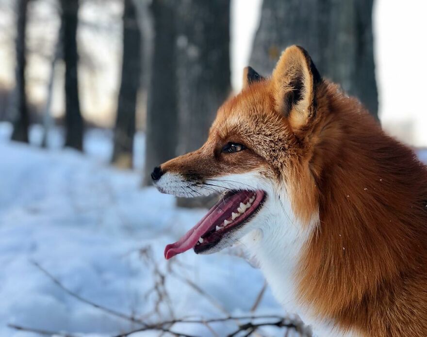 5 Years Ago This Adorable Fox Was Rescued From A Fur Market