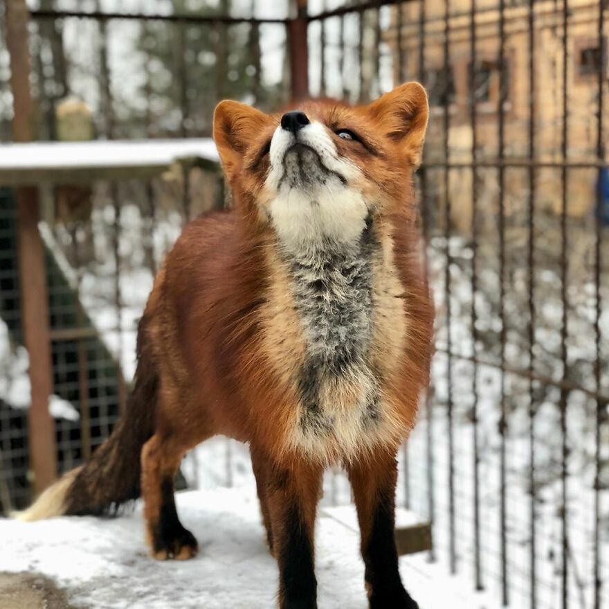 5 Years Ago This Adorable Fox Was Rescued From A Fur Market