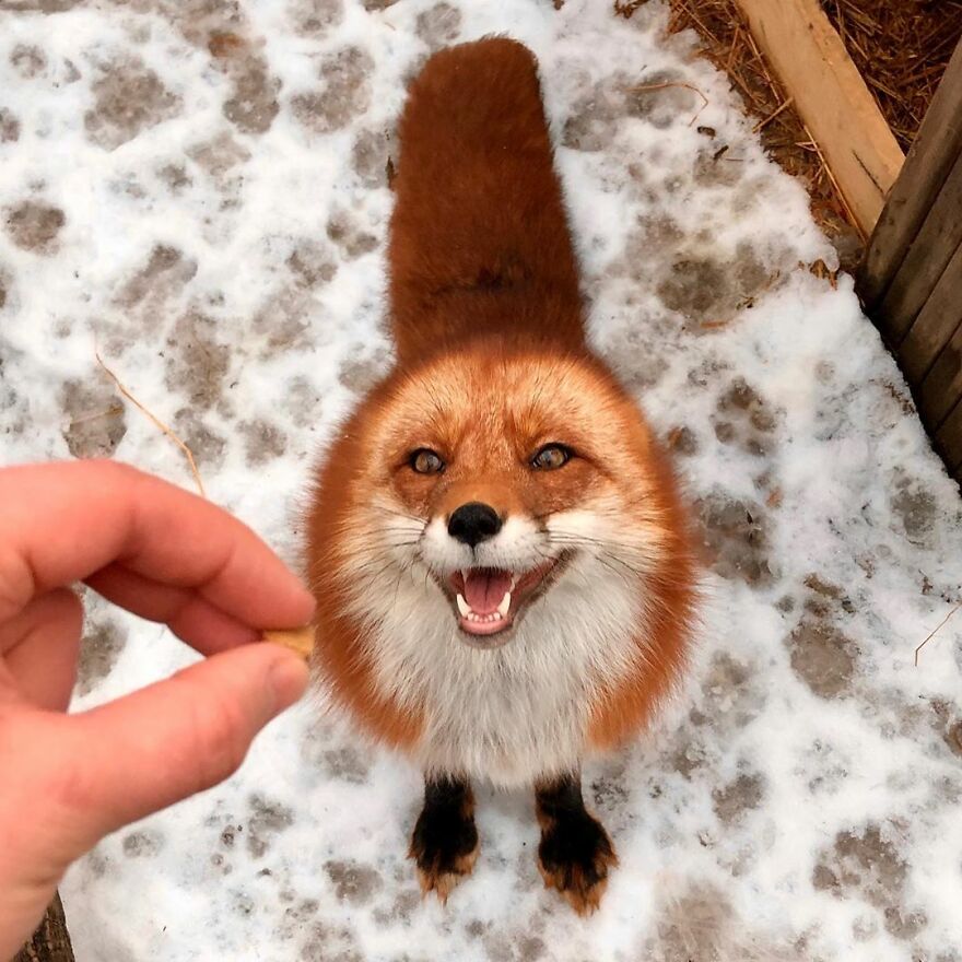 5 Years Ago This Adorable Fox Was Rescued From A Fur Market