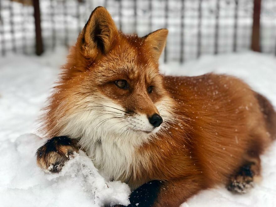 5 Years Ago This Adorable Fox Was Rescued From A Fur Market