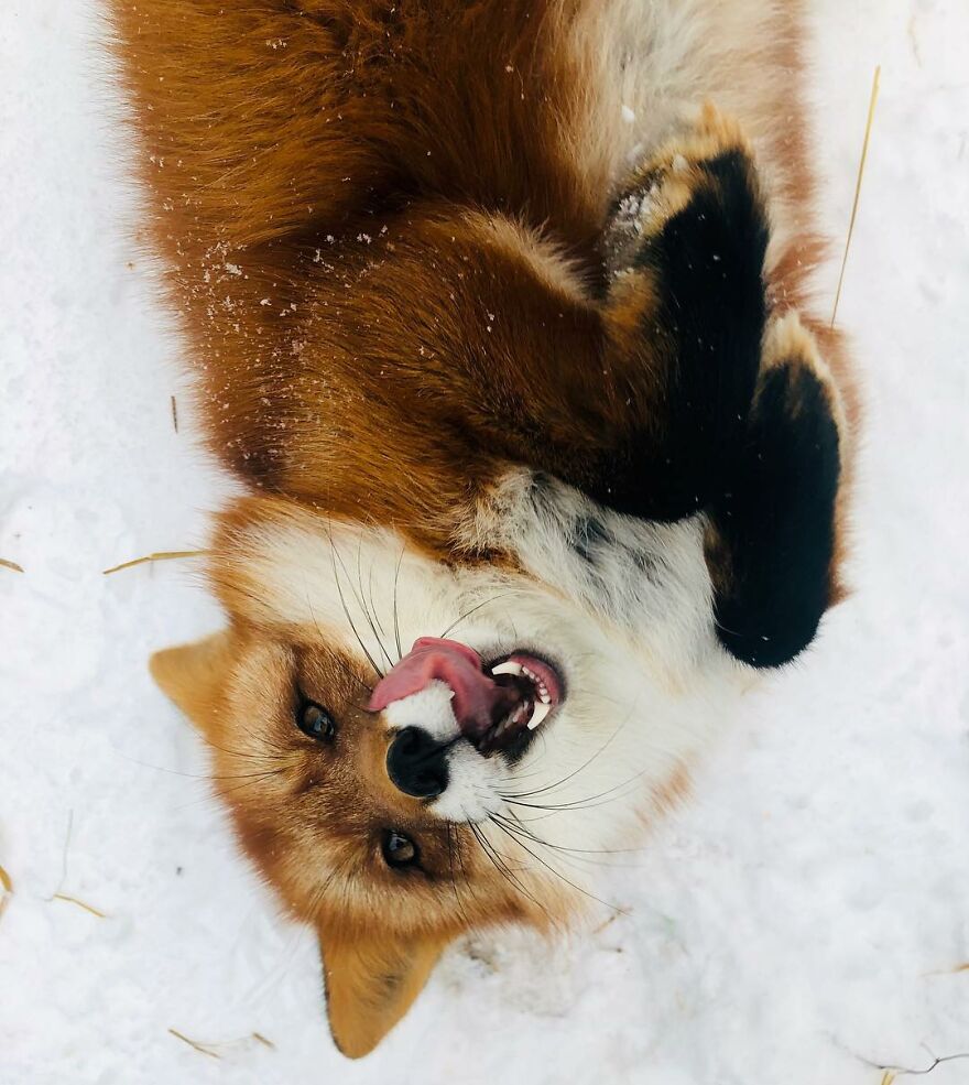 5 Years Ago This Adorable Fox Was Rescued From A Fur Market