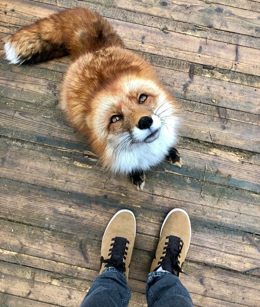 5 Years Ago This Adorable Fox Was Rescued From A Fur Market
