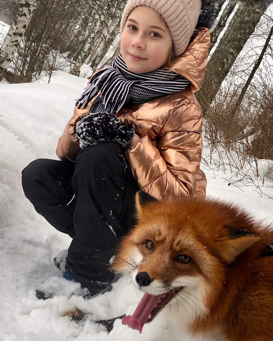 5 Years Ago This Adorable Fox Was Rescued From A Fur Market