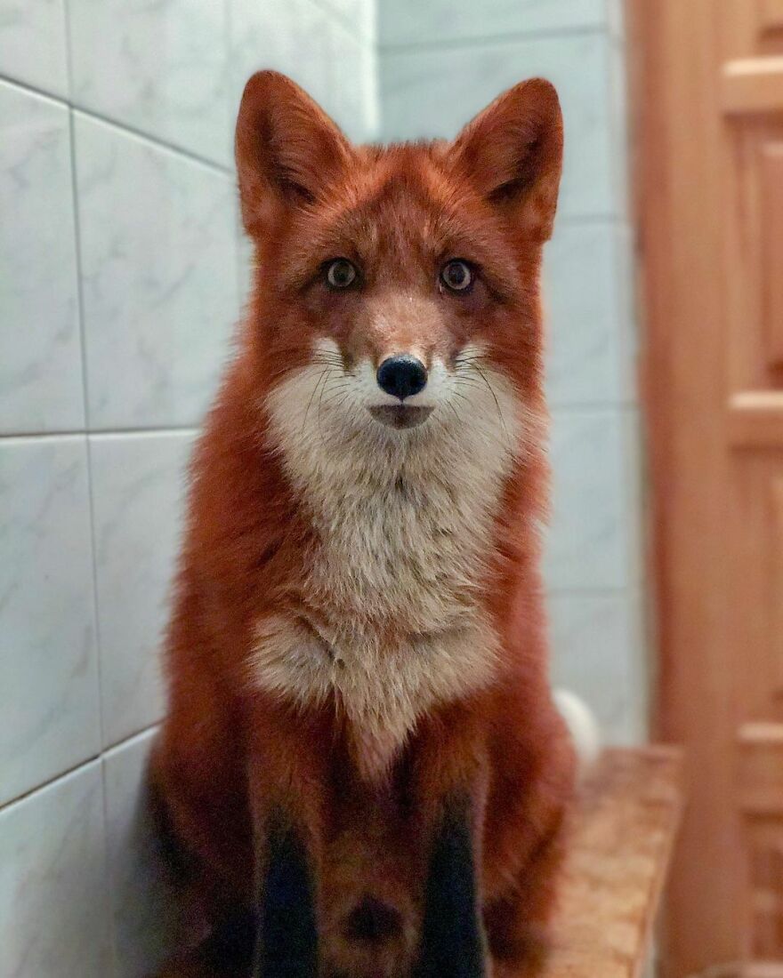 5 Years Ago This Adorable Fox Was Rescued From A Fur Market