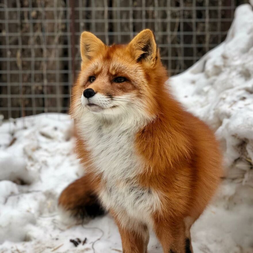 5 Years Ago This Adorable Fox Was Rescued From A Fur Market