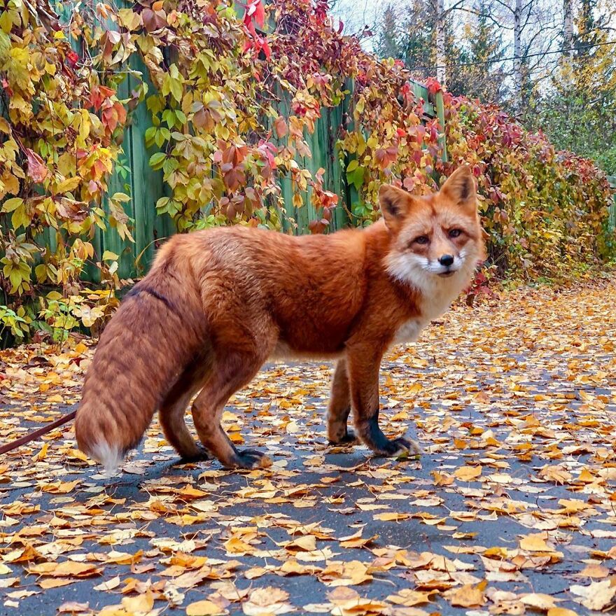 5 Years Ago This Adorable Fox Was Rescued From A Fur Market