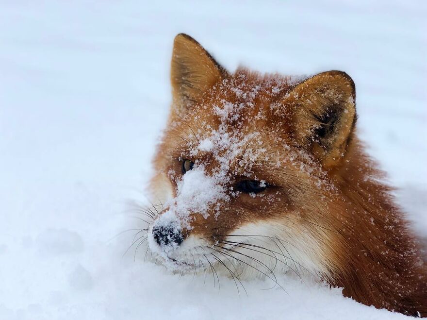 5 Years Ago This Adorable Fox Was Rescued From A Fur Market