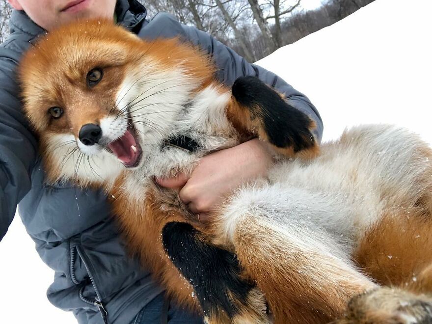 5 Years Ago This Adorable Fox Was Rescued From A Fur Market