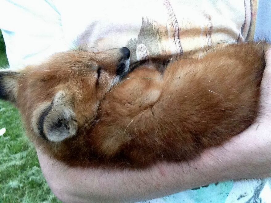 5 Years Ago This Adorable Fox Was Rescued From A Fur Market