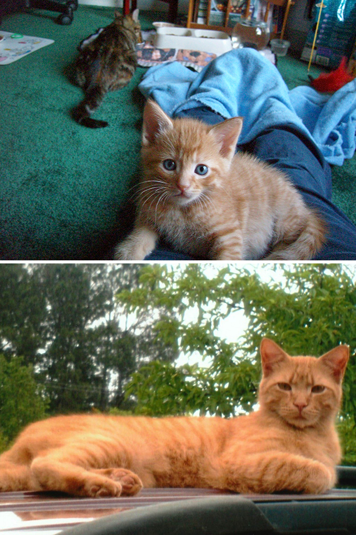 Before-After-Pet-Challenge