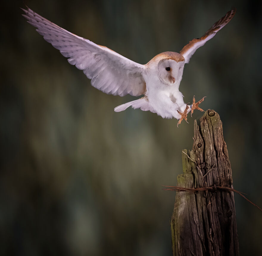 The Barn Owl Has Landed