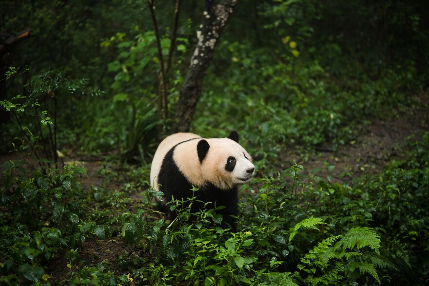 Young Panda